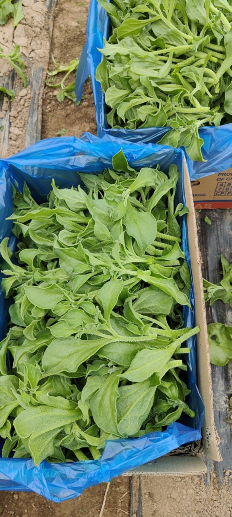 江苏海门冰草非洲冰草大面积基地产地货源充足可对接各大平台批发