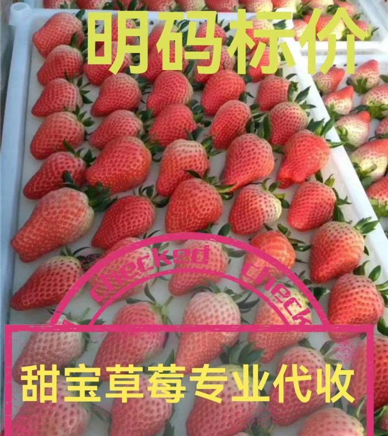 甜宝草莓大量上市中，欢迎各位老板长期合作，