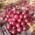 洋葱
