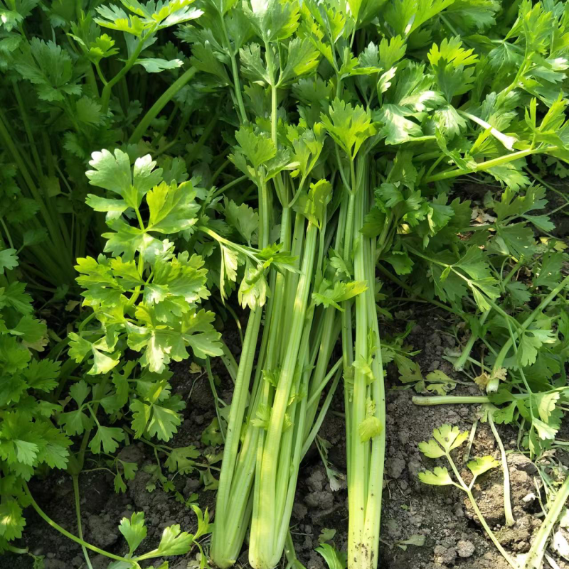 芹菜大量供应，常年不断货，质量有保证，诚信第一