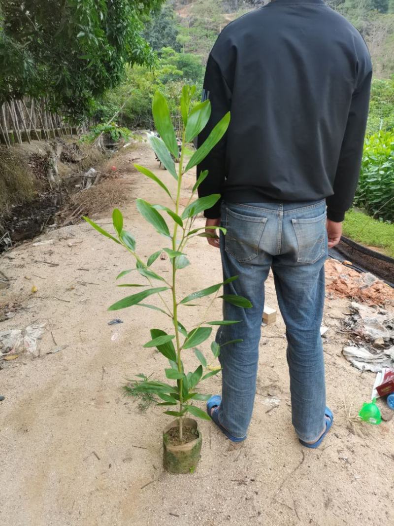马占相思