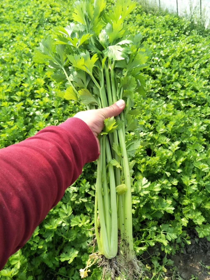 芹菜大量供应，常年不断货，质量有保证，诚信第一