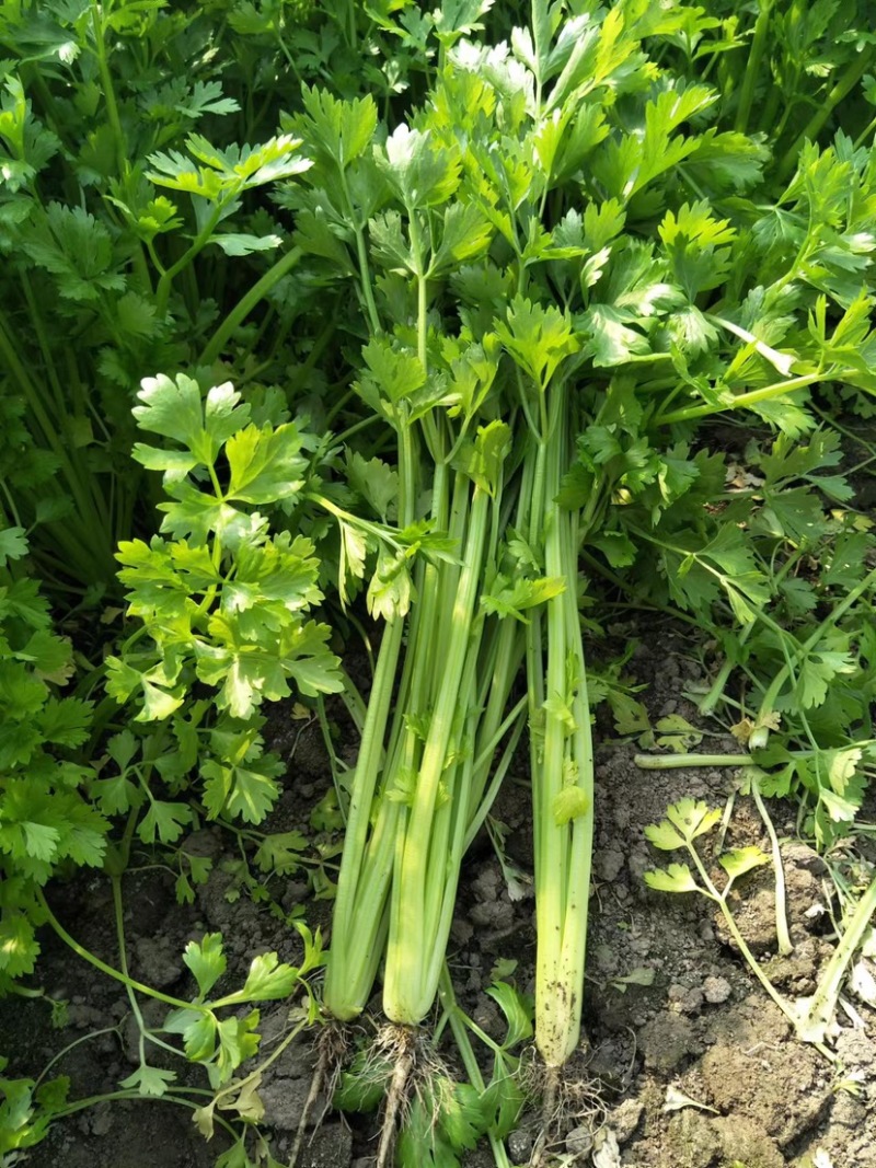 芹菜大量供应，常年不断货，质量有保证，诚信第一