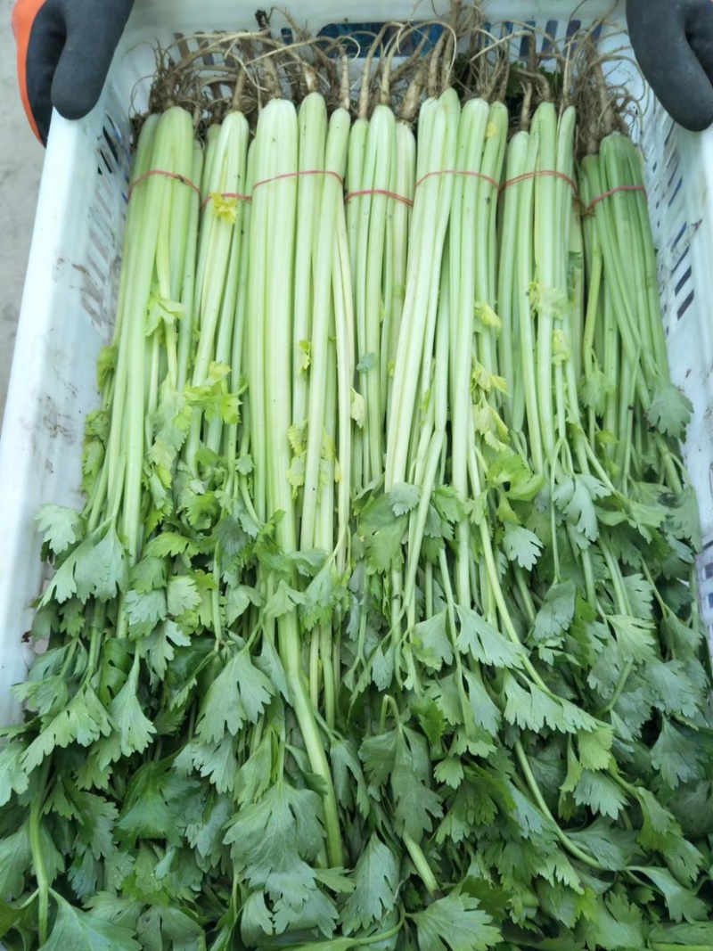 芹菜大量供应，常年不断货，质量有保证，诚信第一