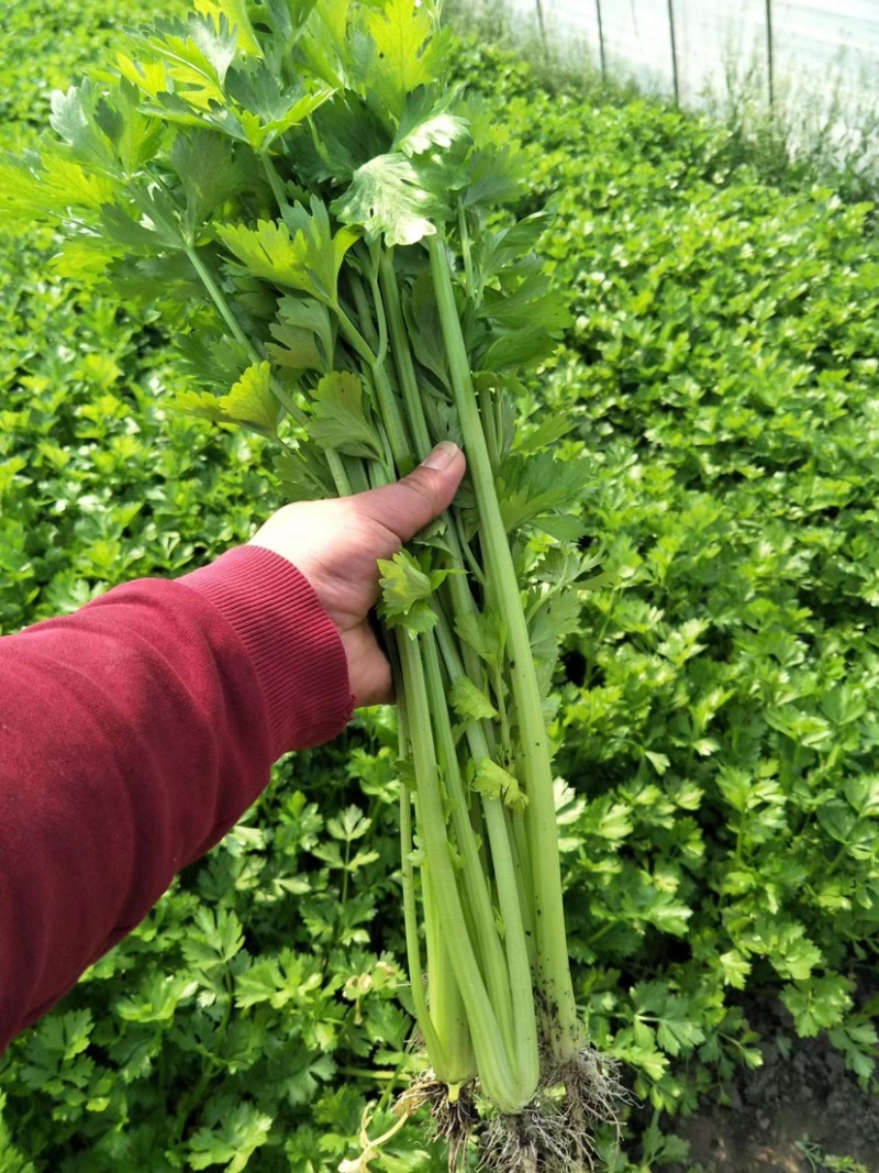 芹菜大量供应，常年不断货，质量有保证，诚信第一