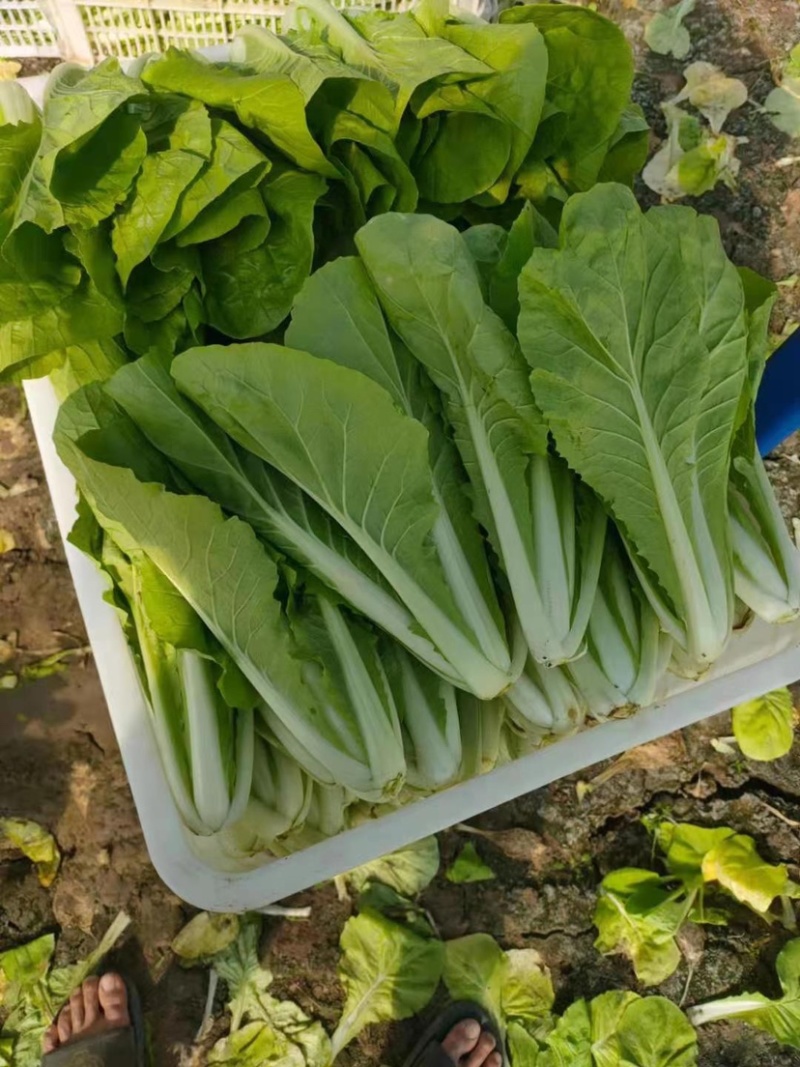 小白菜/毛白菜/大量供应/产地直发，价格优惠，欢迎采购