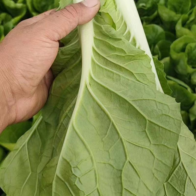 小白菜/毛白菜/大量供应/产地直发，价格优惠，欢迎采购