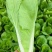 小白菜/毛白菜/大量供应/产地直发，价格优惠，欢迎采购