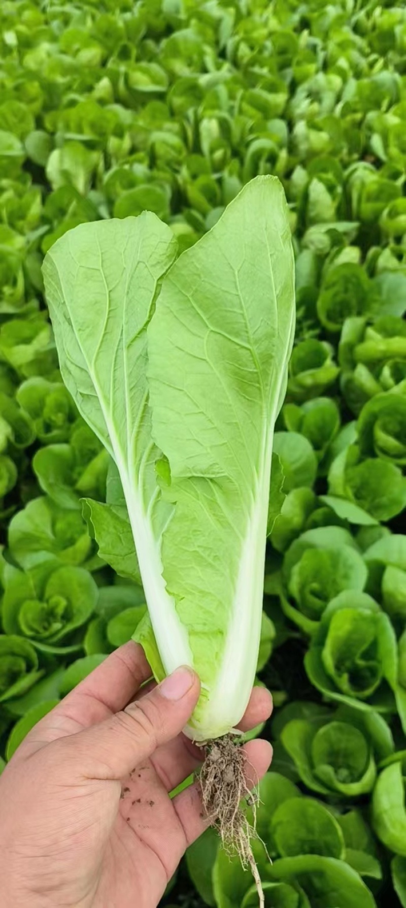 小白菜/毛白菜/大量供应/产地直发，价格优惠，欢迎采购