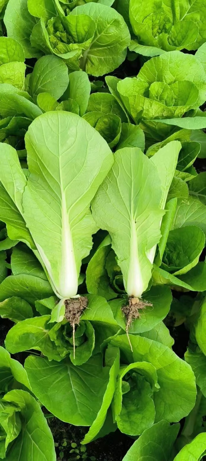 小白菜/毛白菜/大量供应/产地直发，价格优惠，欢迎采购