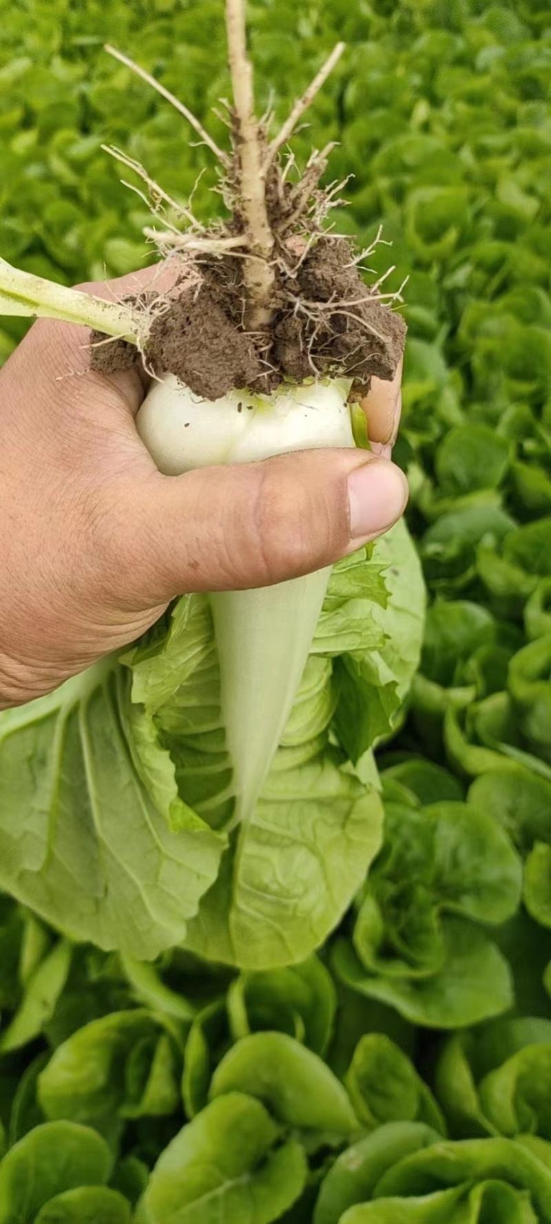 小白菜/毛白菜/大量供应/产地直发，价格优惠，欢迎采购
