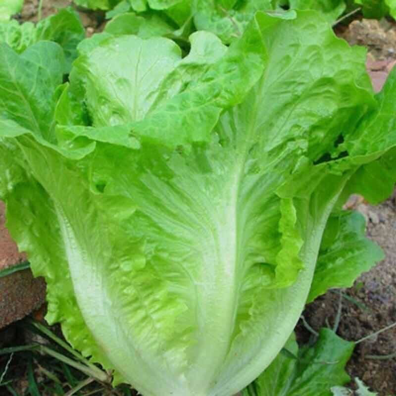 生菜大量供应，产地直发，价格优惠，欢迎采购看货
