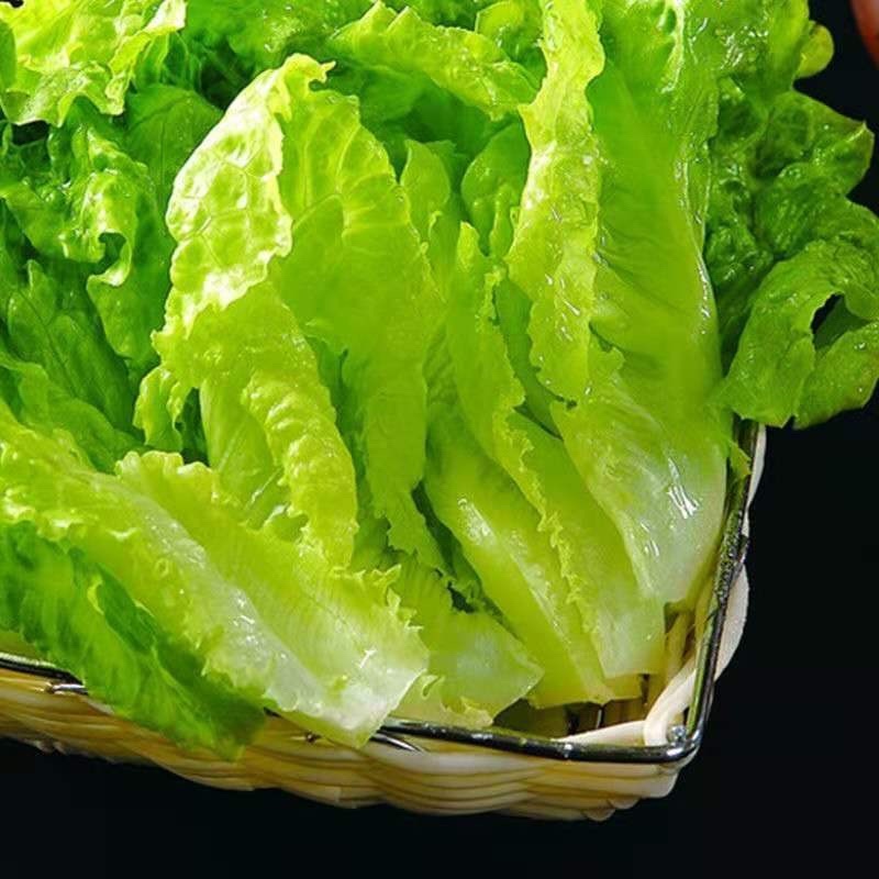 生菜大量供应，产地直发，价格优惠，欢迎采购看货