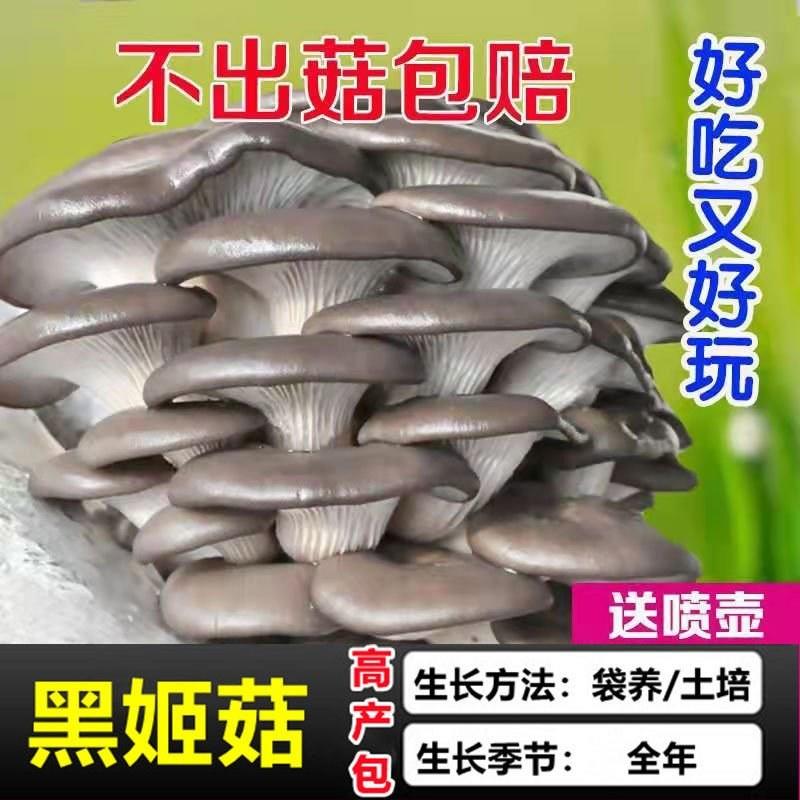 【不出菇包赔】家庭种植蘑菇菌包食用菌棒蘑菇种植包食用平菇