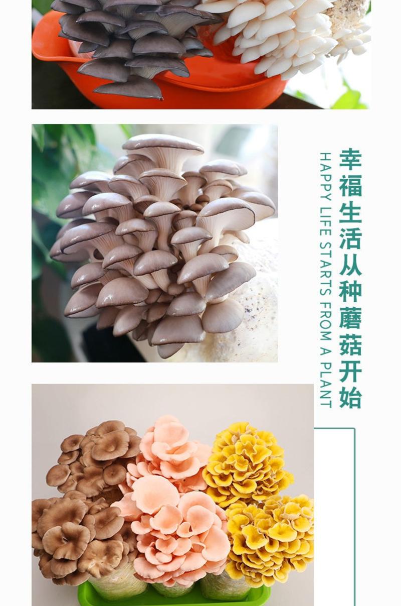 【不出菇包赔】家庭种植蘑菇菌包食用菌棒蘑菇种植包食用平菇