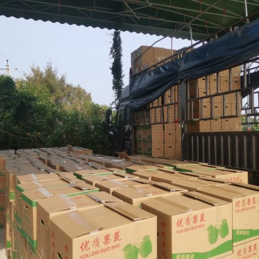 福建大棚辣椒主要代办黄皮尖椒和螺丝椒，福建漳州辣椒