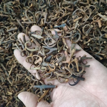 钩藤含钩率达到百分之九十五以上产地湖南永盛药业品种齐