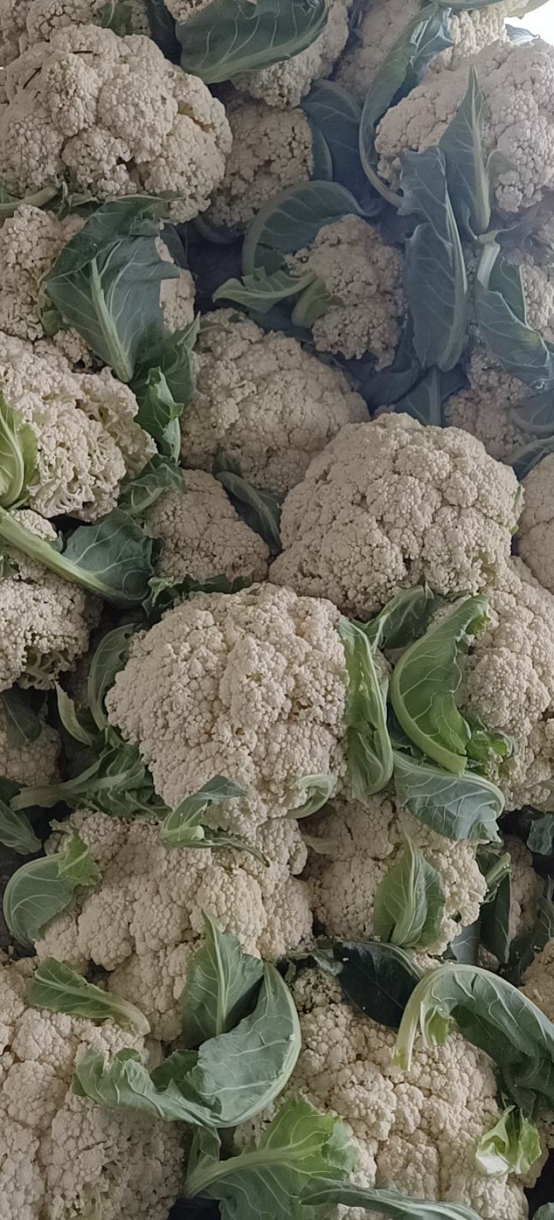 有机花菜/大量供应/质量好/价格低/整车发货