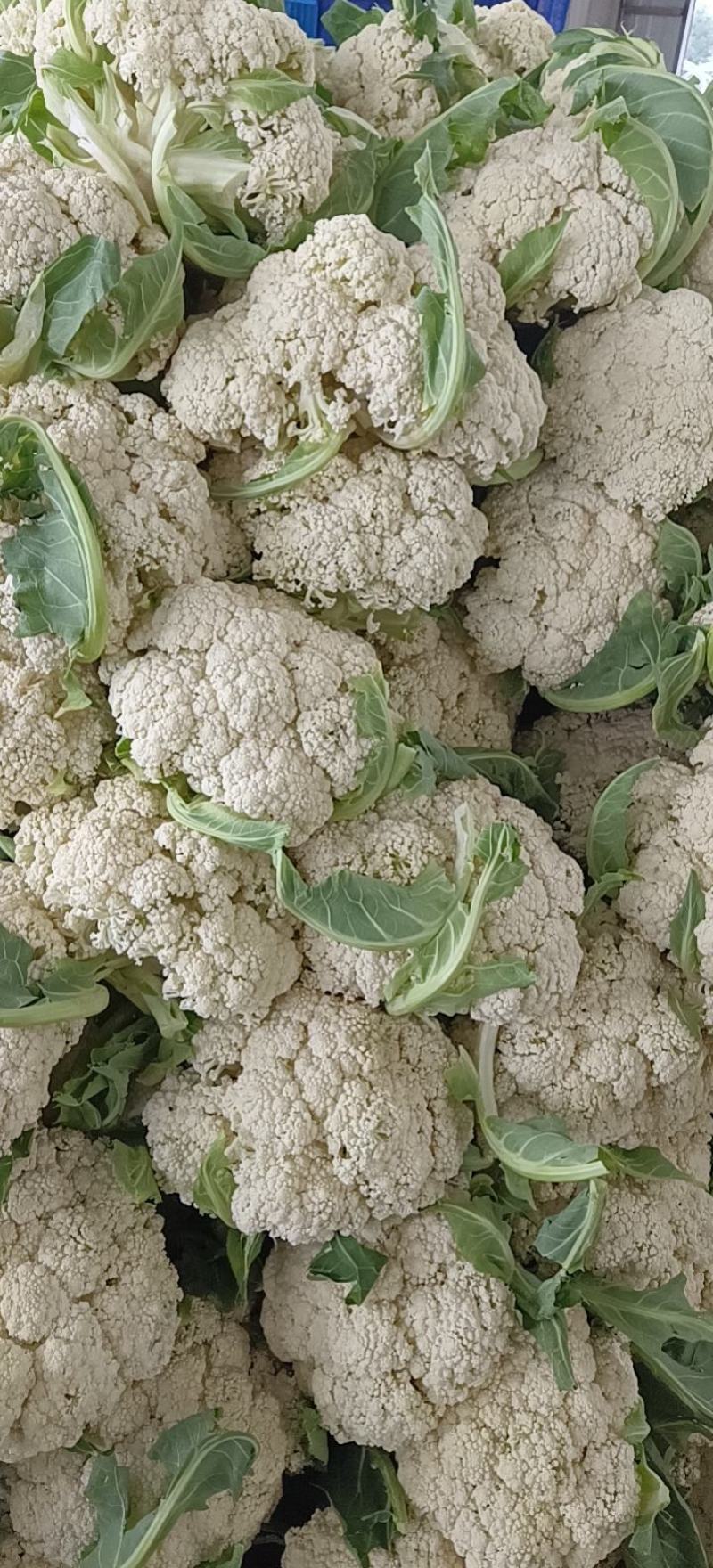 有机花菜/大量供应/质量好/价格低/整车发货