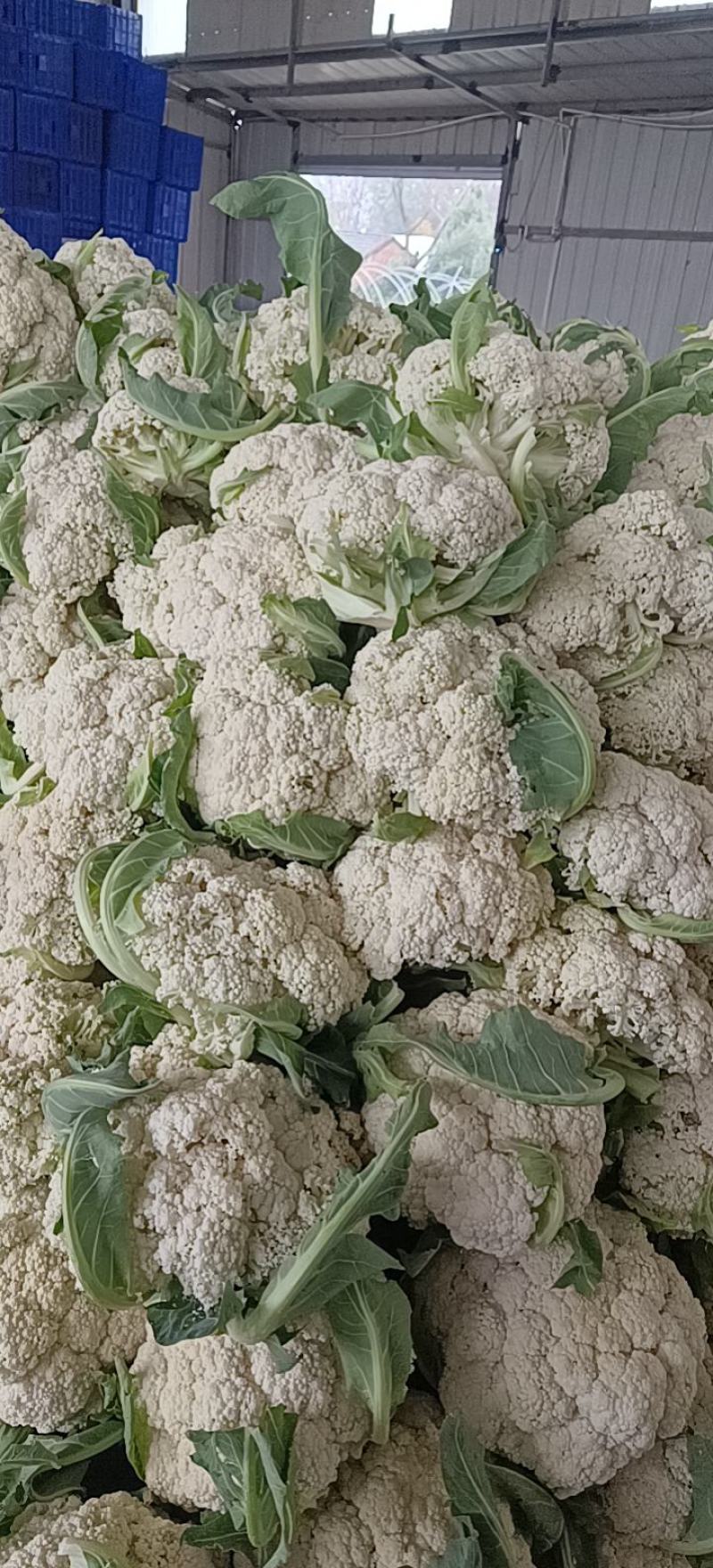有机花菜/大量供应/质量好/价格低/整车发货
