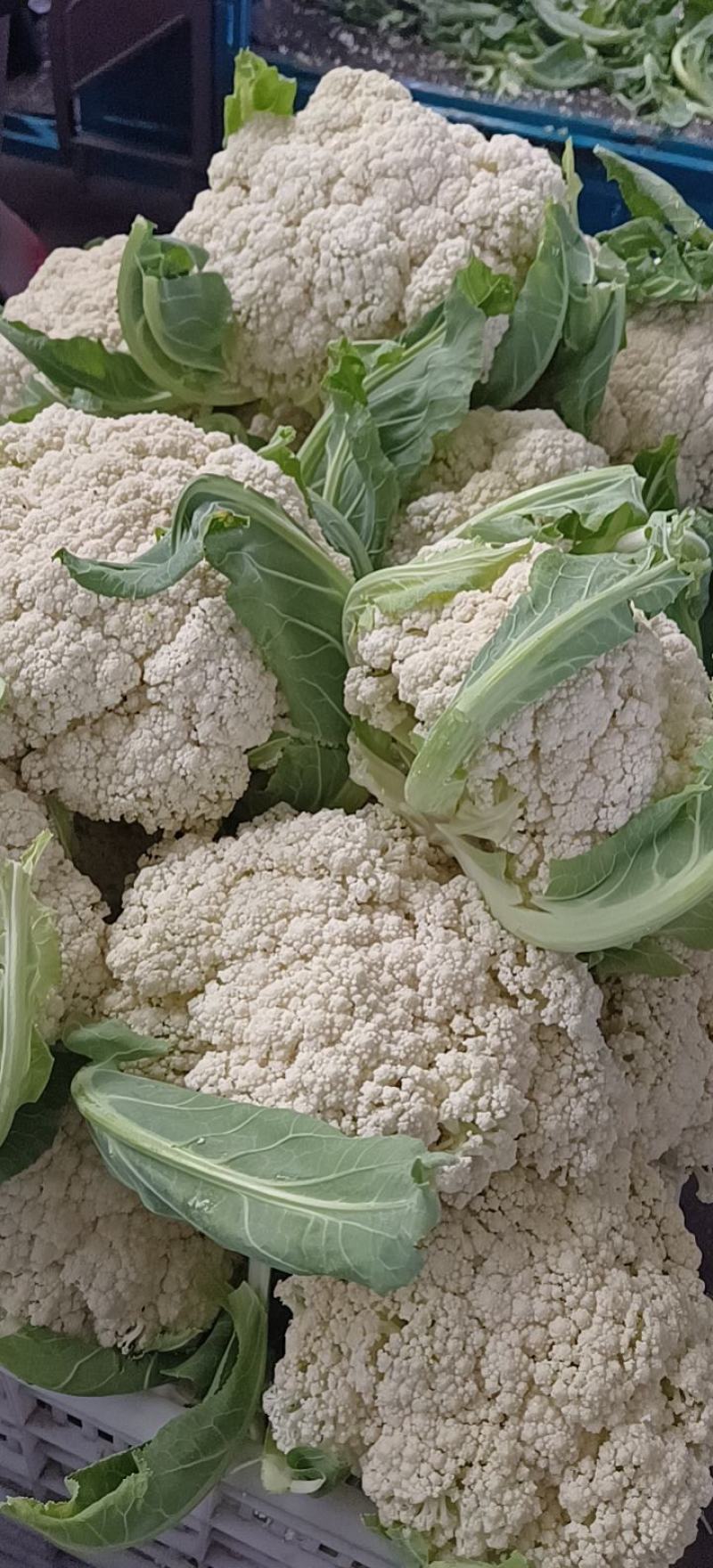 有机花菜/大量供应/质量好/价格低/整车发货