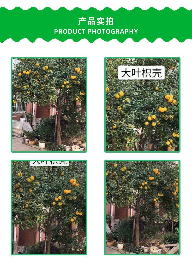 优质种子枳橙种籽积壳大叶积壳种子