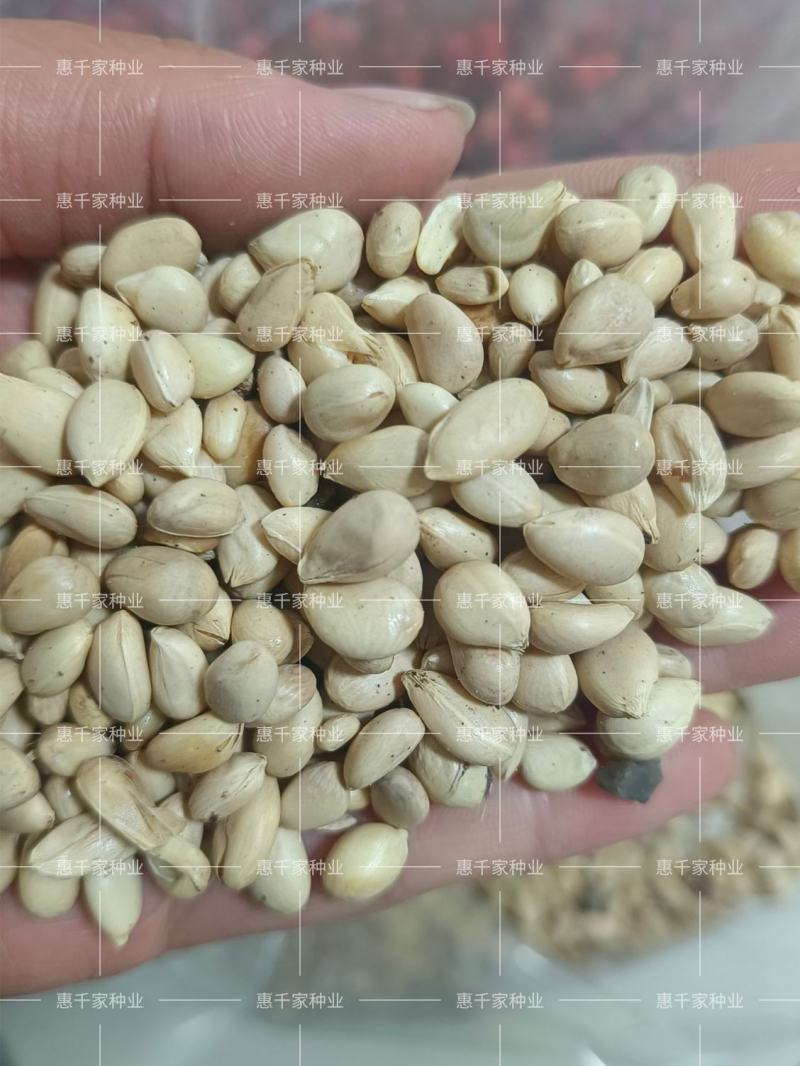 优质种子枳橙种籽积壳大叶积壳种子