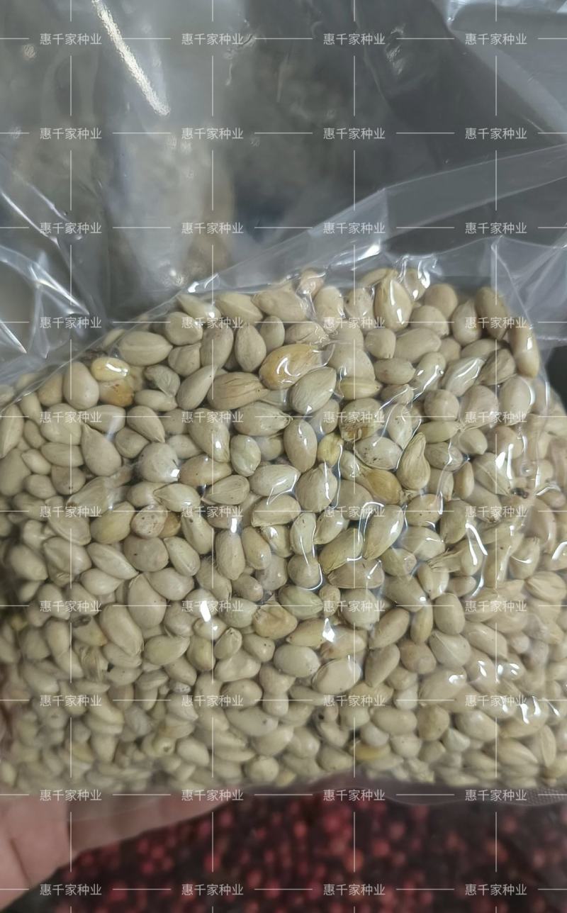 优质种子枳橙种籽积壳大叶积壳种子