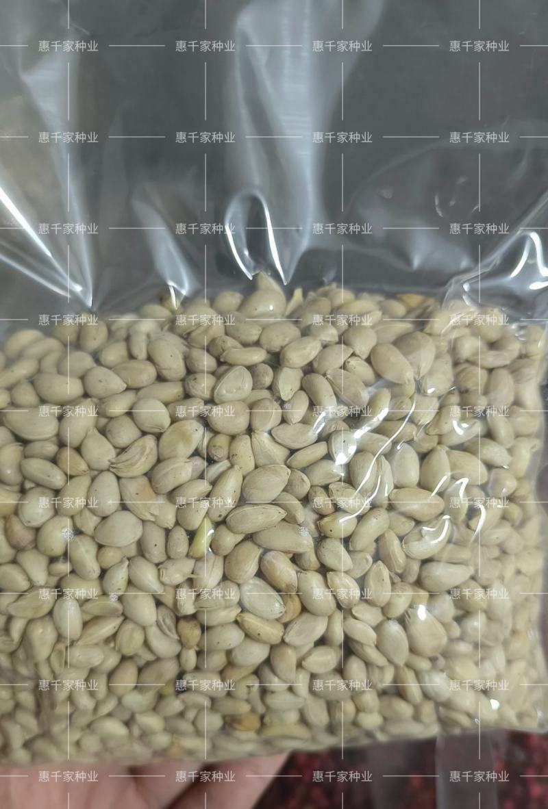 优质种子枳橙种籽积壳大叶积壳种子