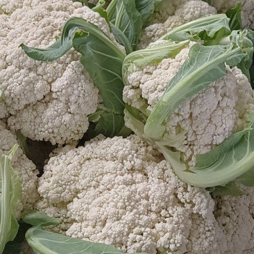 有机花菜/大量供应/质量好/价格低/整车发货