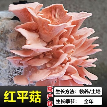 包邮【不出菇包赔】种植蘑菇菌包食用菌棒蘑菇种植包食用平菇