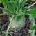 大头菜芥菜头新鲜上市货源充足产地代办欢迎联系