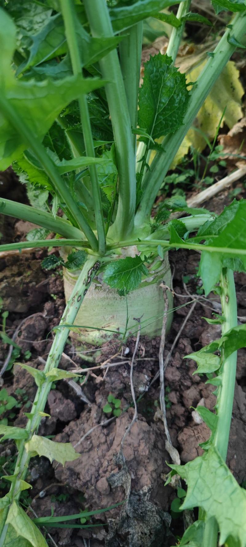 大头菜芥菜头新鲜上市货源充足产地代办欢迎联系