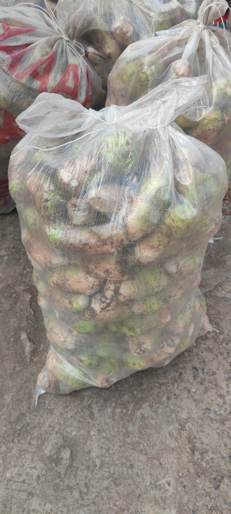 大头菜芥菜头新鲜上市货源充足产地代办欢迎联系