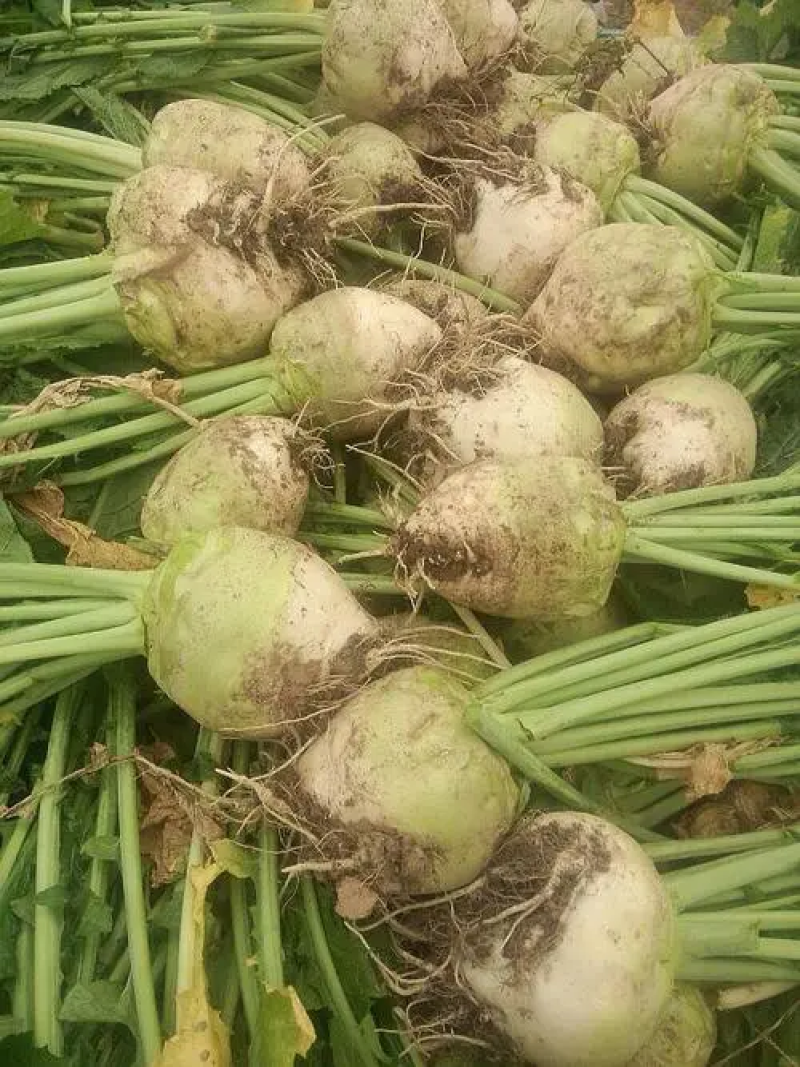 大头菜芥菜头新鲜上市货源充足产地代办欢迎联系