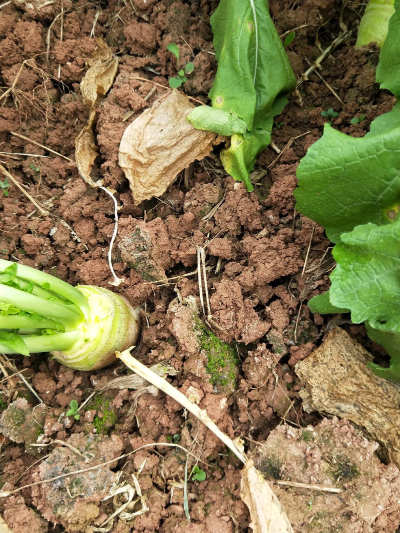 大头菜芥菜头新鲜上市货源充足产地代办欢迎联系