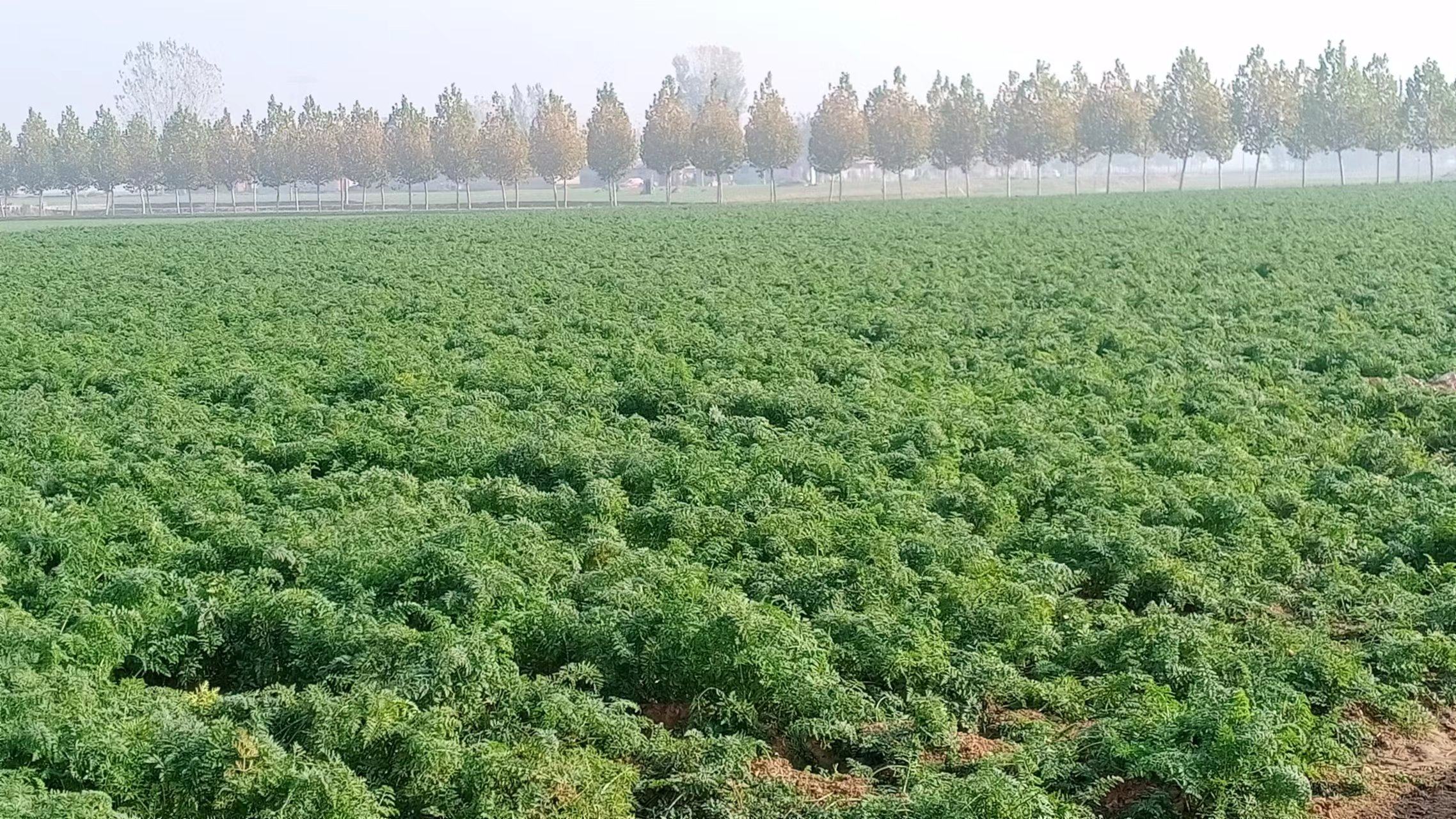 透心红胡萝卜田间生长实景图