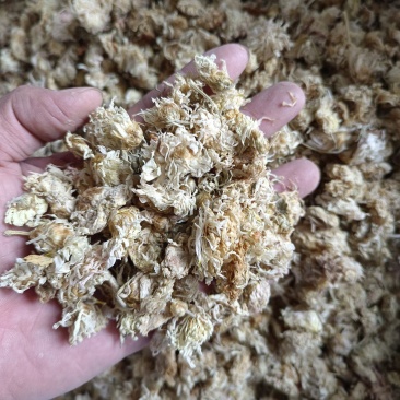 菊花药用菊花祁菊产地河北好统货永盛药业品种齐全质量好价格
