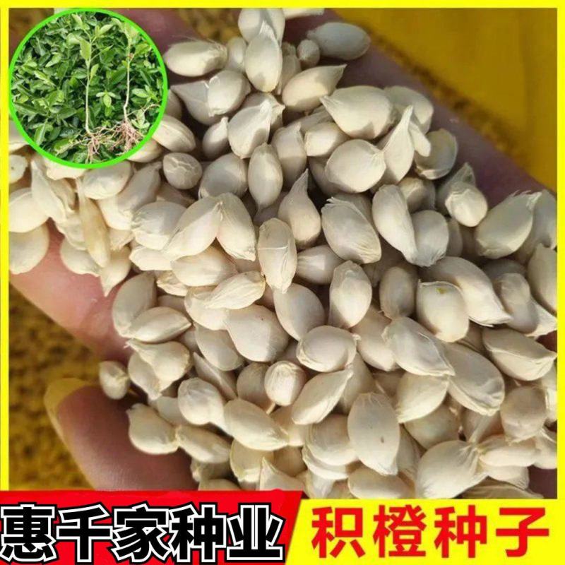 优质种子枳橙种籽积壳大叶积壳种子