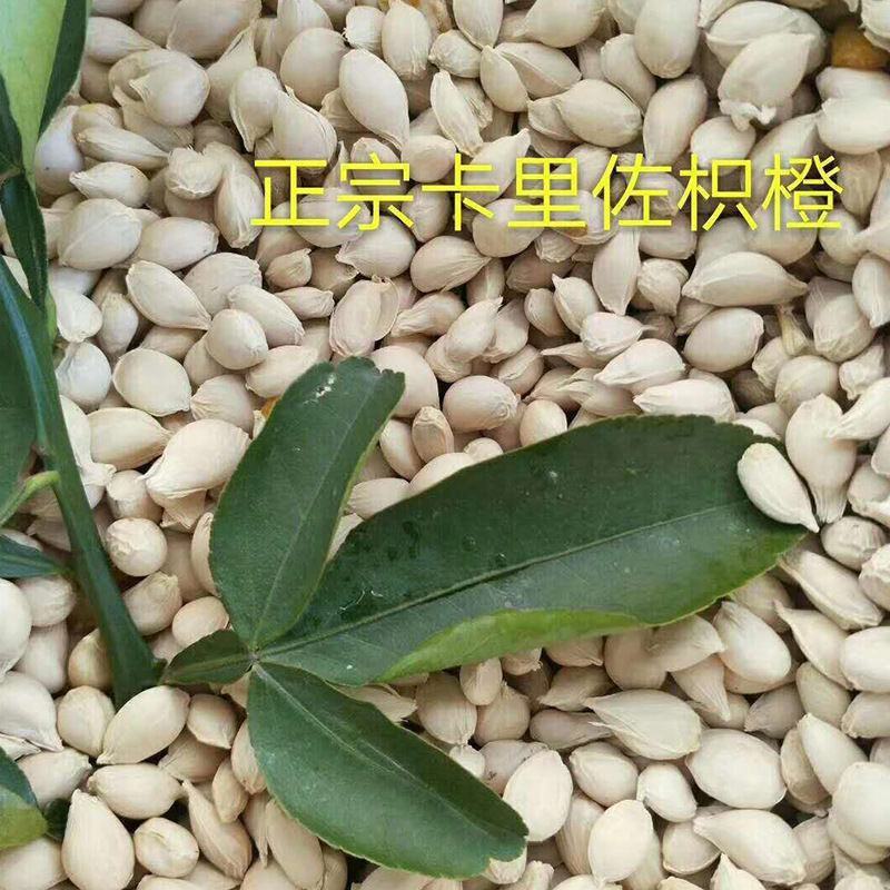 优质种子枳橙种籽积壳大叶积壳种子