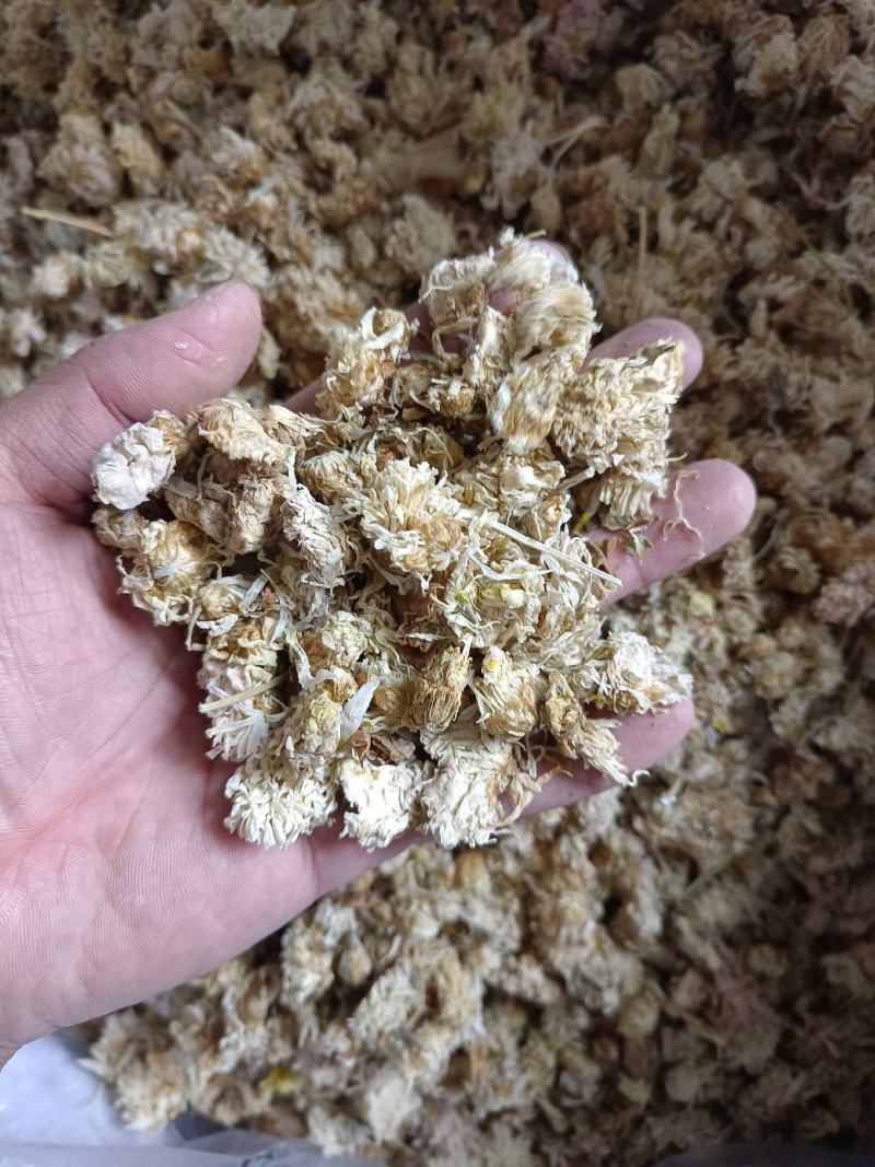 菊花药用菊花祁菊产地河北好统货永盛药业品种齐全质量好价格