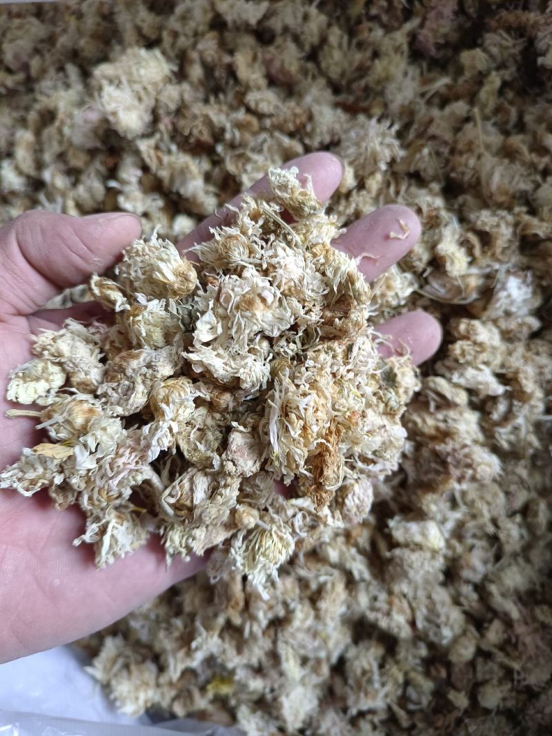 菊花药用菊花祁菊产地河北好统货永盛药业品种齐全质量好价格