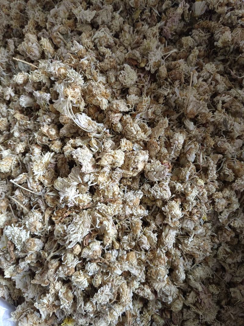 菊花药用菊花祁菊产地河北好统货永盛药业品种齐全质量好价格