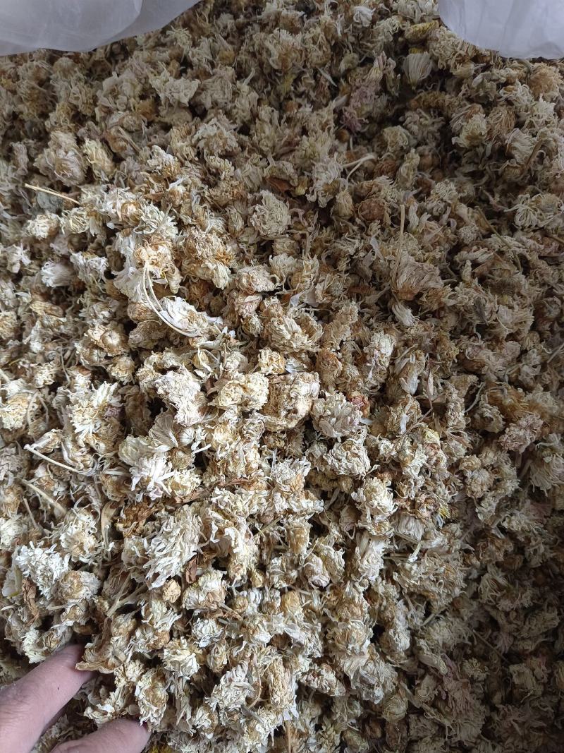 菊花药用菊花祁菊产地河北好统货永盛药业品种齐全质量好价格