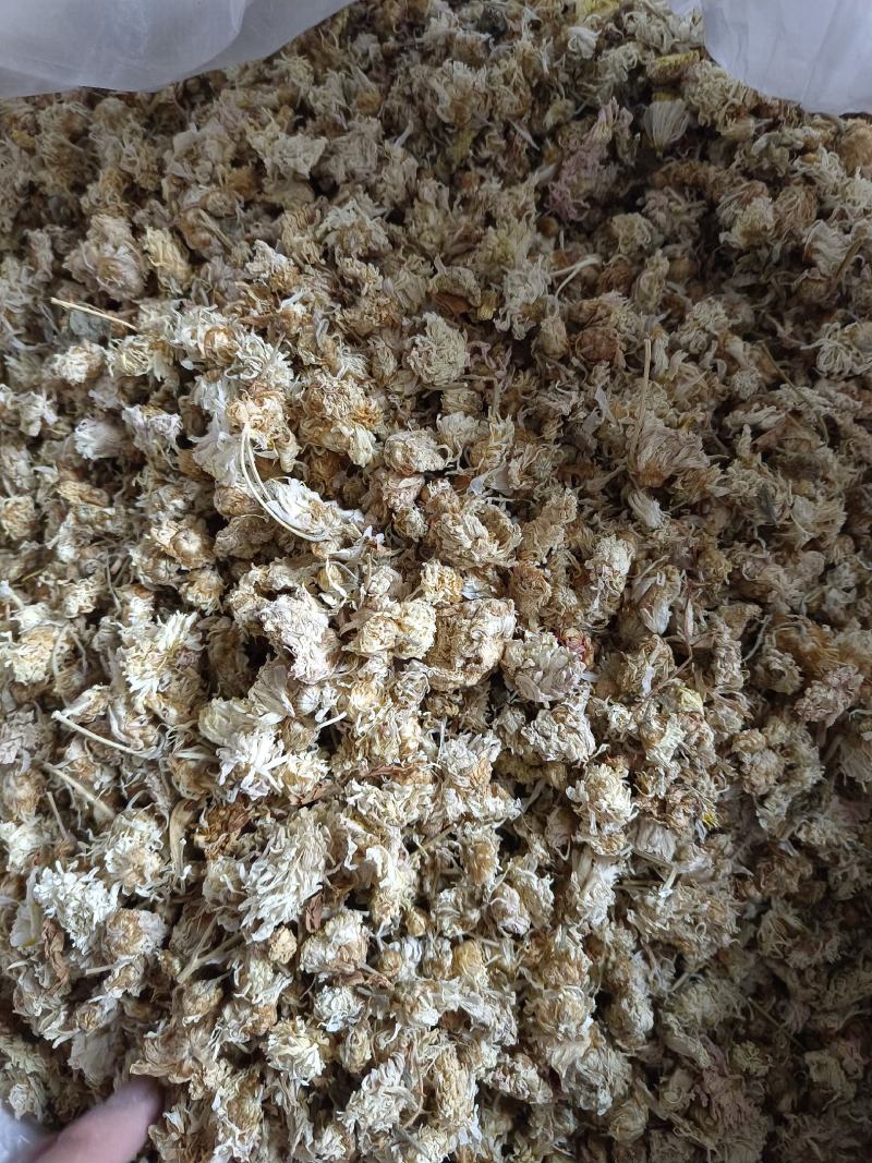菊花药用菊花祁菊产地河北好统货永盛药业品种齐全质量好价格