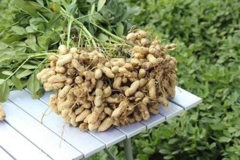 安阳全丰小能豆花生大豆矮壮素多效唑控旺增产抗倒伏生长调节