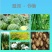 安阳全丰小能豆花生大豆矮壮素多效唑控旺增产抗倒伏生长调节