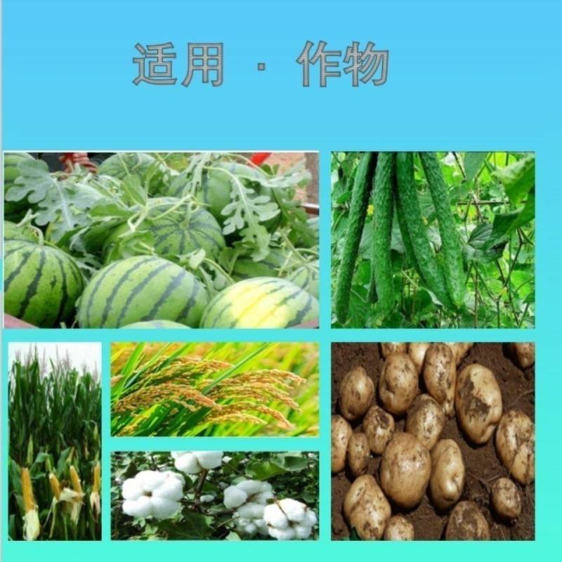 安阳全丰小能豆花生大豆矮壮素多效唑控旺增产抗倒伏生长调节