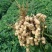 安阳全丰小能豆花生大豆矮壮素多效唑控旺增产抗倒伏生长调节