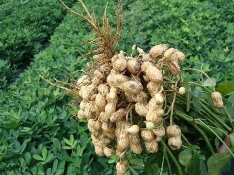 安阳全丰小能豆花生大豆矮壮素多效唑控旺增产抗倒伏生长调节